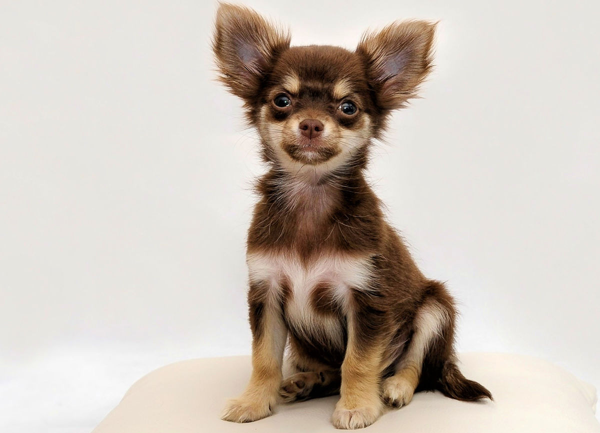 Chihuahua